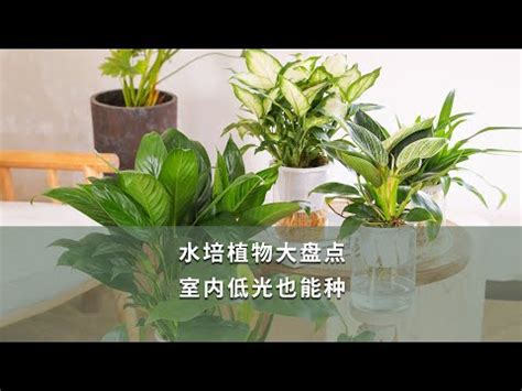 香港水種植物 天德日